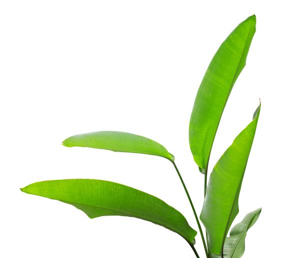 istock Tropical banana leaf isolated. House plant element 1500445729