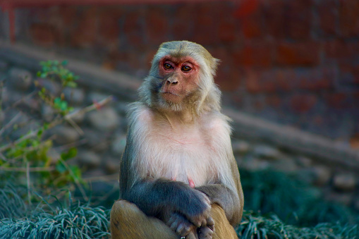 Monkey in urban environment near temple in Kathmandu, Nepal watching carefully from above