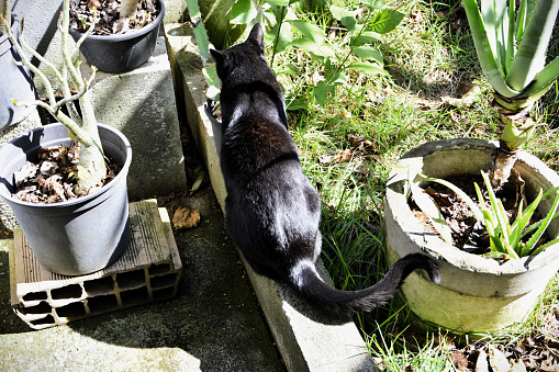 One-eyed black cat in the garden on a sunny day