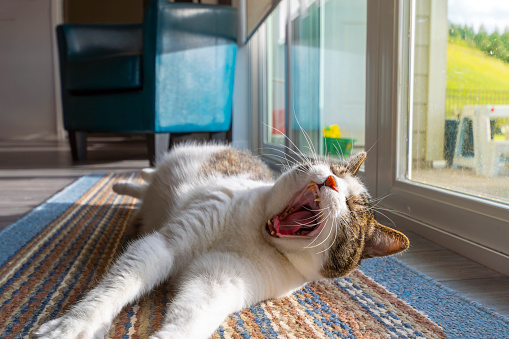 A tabby cat on a rug stretches and yawns while laying on his back in front of a picture window letting sun in the room.