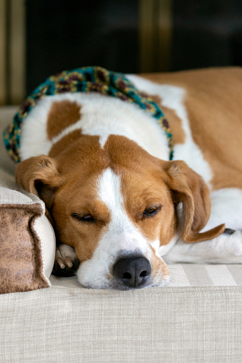 Foxhound mix resting on a dog bed