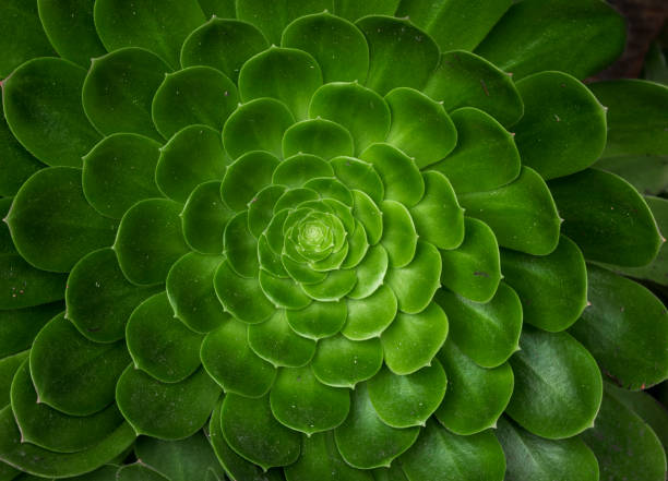 istock close up of green plant spyral pattern 1500452142
