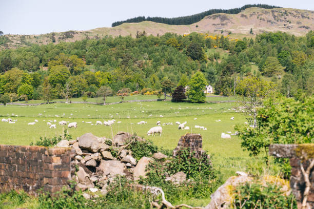 istock Scenic view of sheep herd in grassy meadow 1500453206