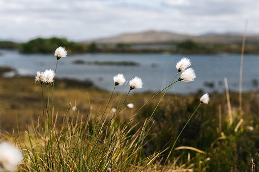 Selective focus on blossoms (Eriophorum angustifolium) and lake and meadow behind