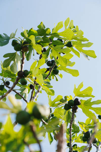 Wild figs growing on a tree