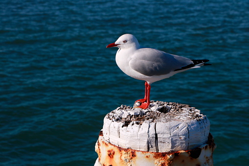 A seagull perched on a jetty post on the coast of South Australia