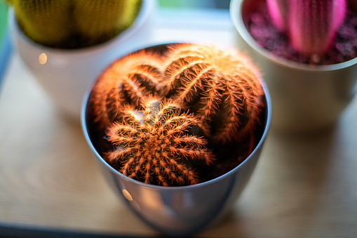 Three cacti on a shelf at home