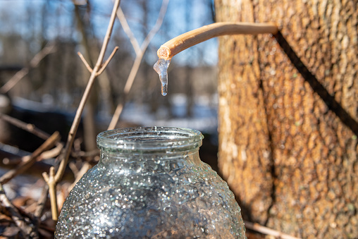Maple juice dripping from the tree to the jar at sunny morning