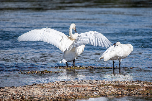 Trumpeter Swan pair stretching at water's edge in the Yellowstone Ecosystem, western USA, North America. Nearest cities are West Yellowstone, Bozeman, Billings, Gardiner, and Cooke City, Montana., Cody and Jackson Wyoming, Denver, Colorado and Salt Lake City, Utah.