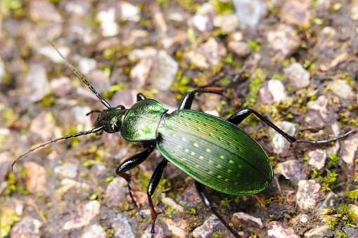 Beautiful metallic green luster colored Green ground beetle (Aoosamushi, Carabus insulicola), close up macro photograph.