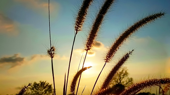 Close up grass flowers with beautiful sunset use for web design and wallpaper background