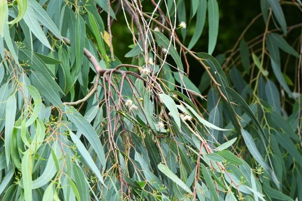 istock Eucalyptus tree. Myrtaceae evergreen tree native to Tasmania, Australia. 1500462918