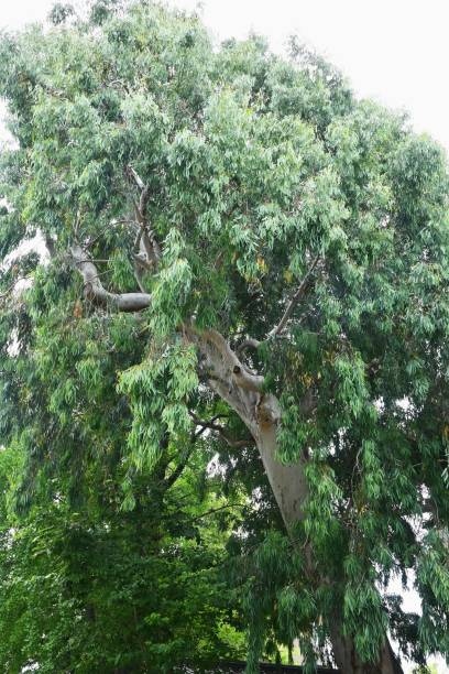 istock Eucalyptus tree. Myrtaceae evergreen tree native to Tasmania, Australia. 1500462920