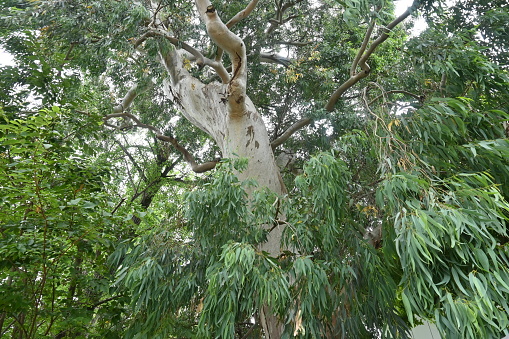 Eucalyptus tree. Myrtaceae evergreen tree native to Tasmania, Australia. The leaves are poisonous, but koalas detoxify them in their livers, so they can eat them.