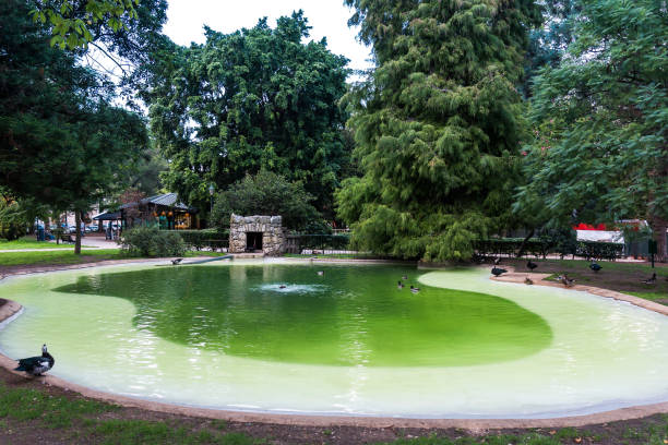 istock Park with green pond and ducks walking and swimming on a nice spring day 1500463501