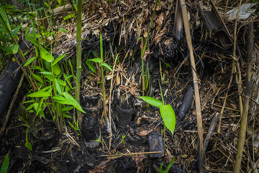Wild Bamboo shoot, Bamboo sprout growing over ground after the fire. Life after death, green sprout on the coals after the fire. Rebirth of nature after the fire. Rebirth concept.