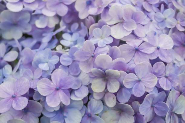 istock Purple Hydrangea flower (Hydrangea macrophylla)  blooming in spring and summer in a garden. Hydrangea macrophylla - Beautiful bush of hortensia flowers 1500465138