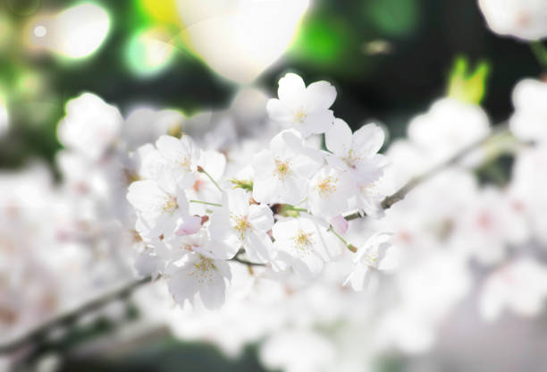 white cherry blossom, Sakura flowers with soft blur background, selectively focused