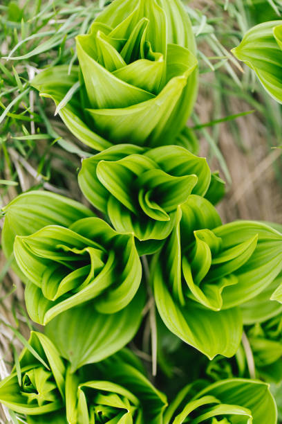 istock Group of wide leafed plants 1500466388