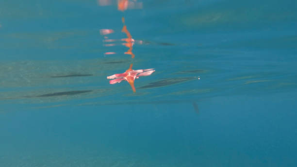 Hibiscus blossom on water