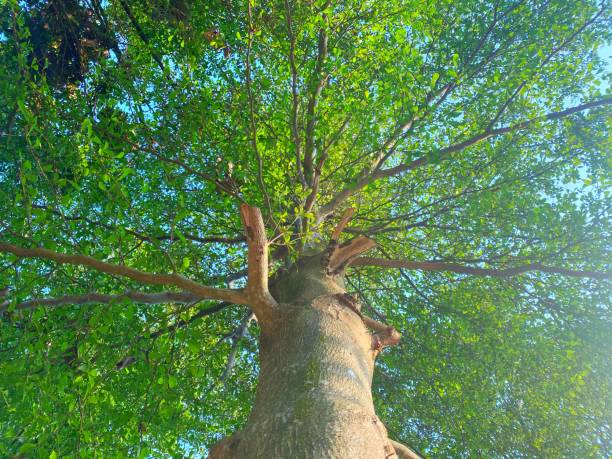 istock Beautiful tree with green leaves looking up from the bottom 1500466822