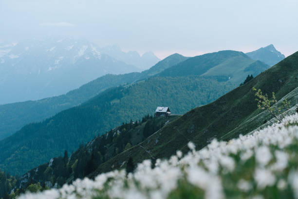 They carpet large swaths of alpine meadows