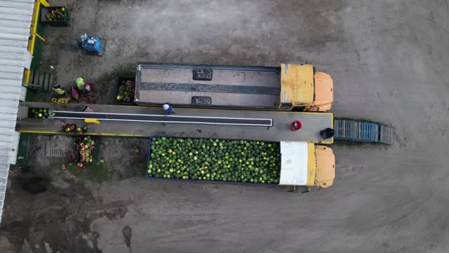 farmers unloading watermelons from truck