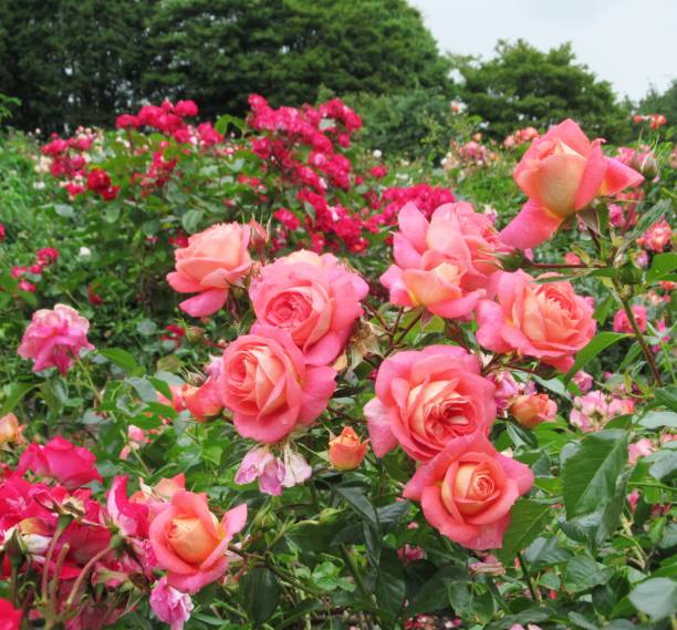 istock Beautiful Bright Closeup Pink Roses In Summer 1500468810