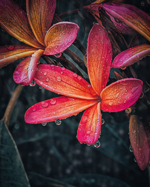 Beautiful red plumeria flowers or frangipani flowers on a tree in garden at Kahuku villages in north shore of Oahu island Hawaii