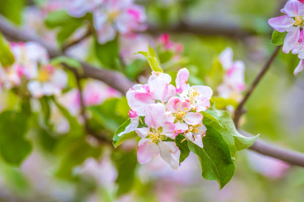 istock Cherry blossom and apricot blossom 1500472881