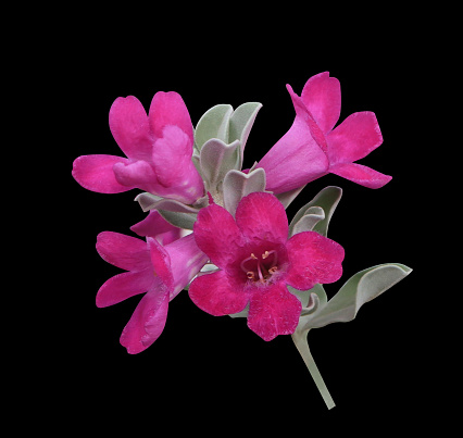 Close up pink-purple Leucophyllum frutescens or  Ash bush or Ash plant or Barometer bush or Purple sage or Sensia or Texas ranger or White sage flowers bouquet isolated on black background.