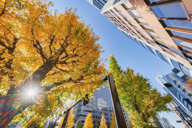 Buildings in Tokyo and trees with autumn leaves stock photo