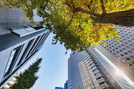 Buildings in Tokyo and trees with autumn leaves