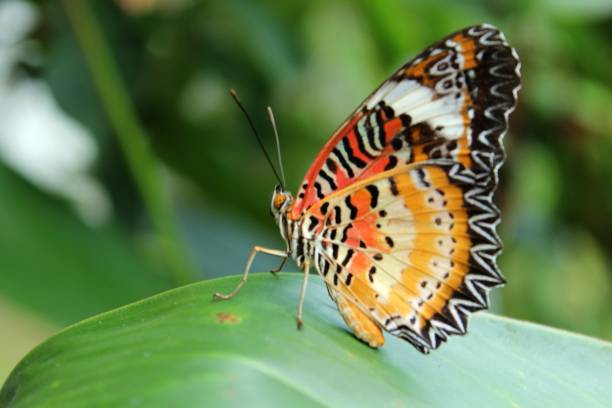 istock butterfly in nature garden 1500475529