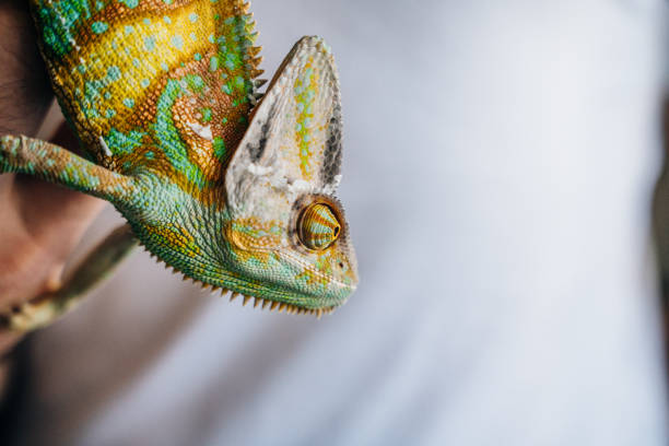 kameleon z bliska. wielobarwny piękny kameleon zbliżenie z kolorową jasną skórą na dłoni - cloaking zdjęcia i obrazy z banku zdjęć