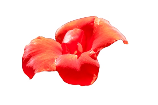 red canna indica flower isolated on white background.