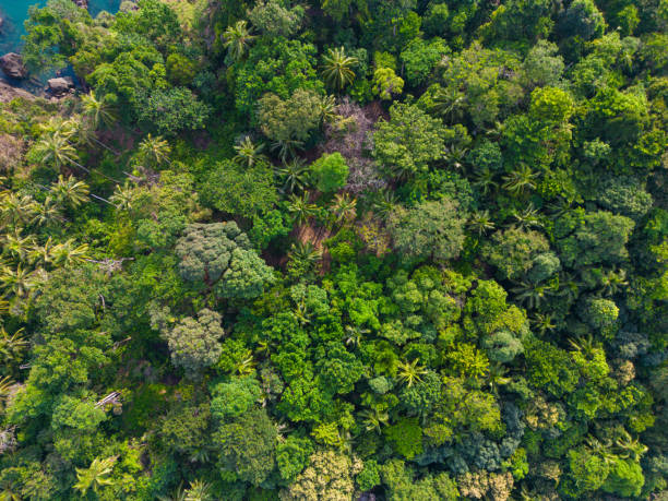 istock Tropical green tree forest background aerial view 1500477667