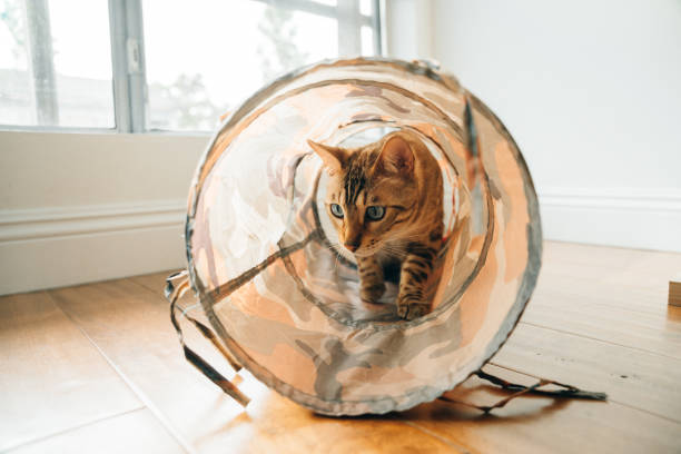 istock bengal cat playing a tunnel at home 1500478221