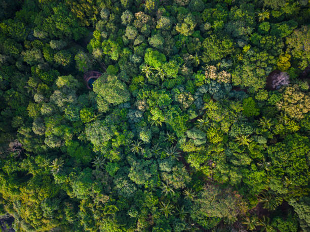 istock Tropical green tree forest background aerial view 1500478283