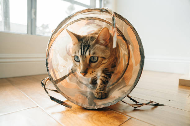 bengal cat playing a tunnel at home