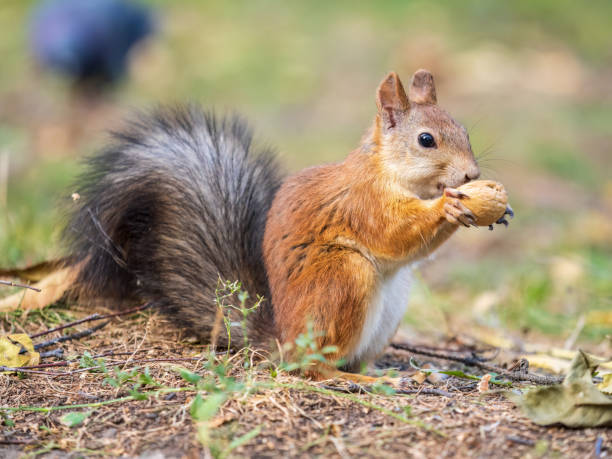 istock Autumn squirrel with nut sits on green grass with fallen yellow leaves 1500478364