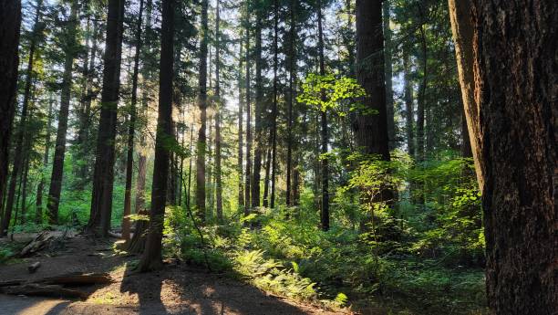 istock Tranquil forest backlit by early morning sun beam 1500478995