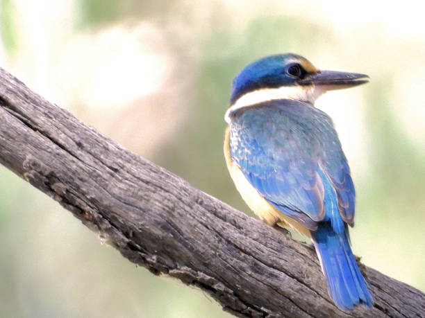 istock Barmah National Park, Victoria, Australia 1500479217