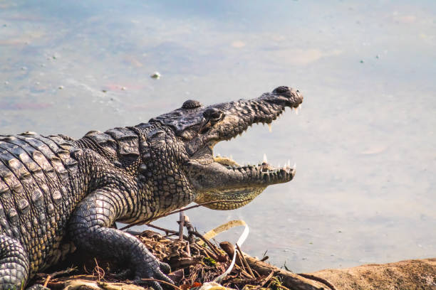 крокодил в лагуне плотника в тампико, штат тамаулипас - water monitor стоковые фото и изображения
