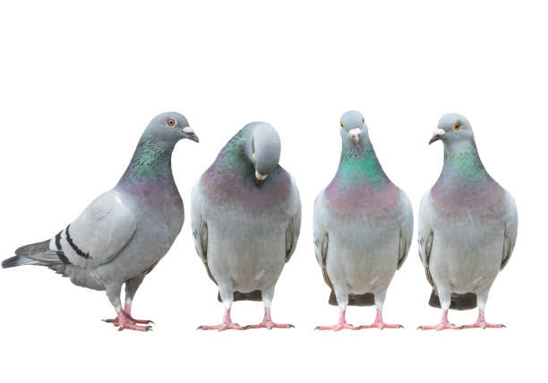 istock variety post of homing pigeon standing straigh isolate white background 1500480895