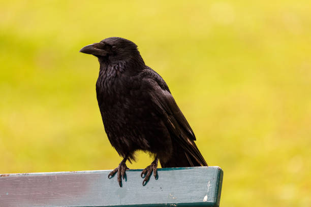 istock Crow on wooden bench in a park 1500481245