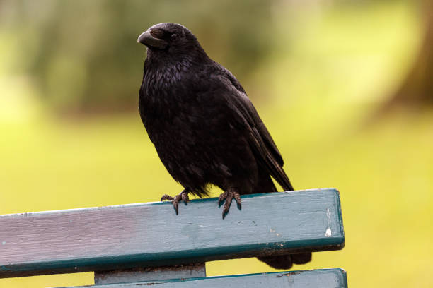 istock Crow on wooden bench in a park 1500481247