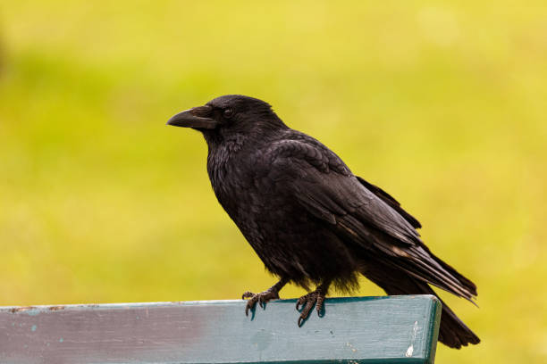 istock Crow on wooden bench in a park 1500481248