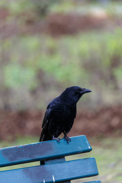 istock Crow on wooden bench in a park 1500481250
