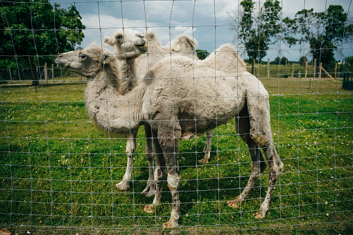 white camels behind the fence in the zoo. High quality photo